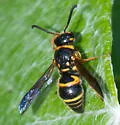 Euodynerus boscii - photo 5