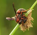Euodynerus castigatus