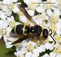 Euodynerus castigatus - photo 2