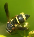 Euodynerus castigatus - photo 3