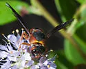 Euodynerus castigatus - photo 4