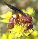 Euodynerus crypticus - Euodynerus crypticus
