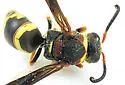 Euodynerus crypticus - photo 2