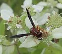 Euodynerus crypticus - photo 3