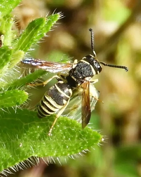 Euodynerus exoglyphus - photo 2