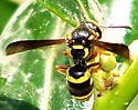 Euodynerus fedoris - Euodynerus fedoris