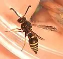 Euodynerus fedoris - photo 2