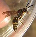 Euodynerus fedoris - photo 3