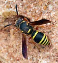 Euodynerus fedoris - photo 4