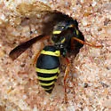 Euodynerus fedoris - photo 5