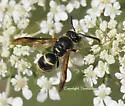 Euodynerus foraminatus