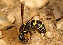 Euodynerus foraminatus - photo 2
