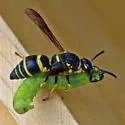Euodynerus foraminatus - photo 3