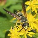 Euodynerus foraminatus - photo 4