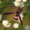 Euodynerus guerrero - Euodynerus guerrero