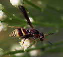 Euodynerus guerrero - photo 2