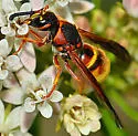 Euodynerus guerrero - photo 4