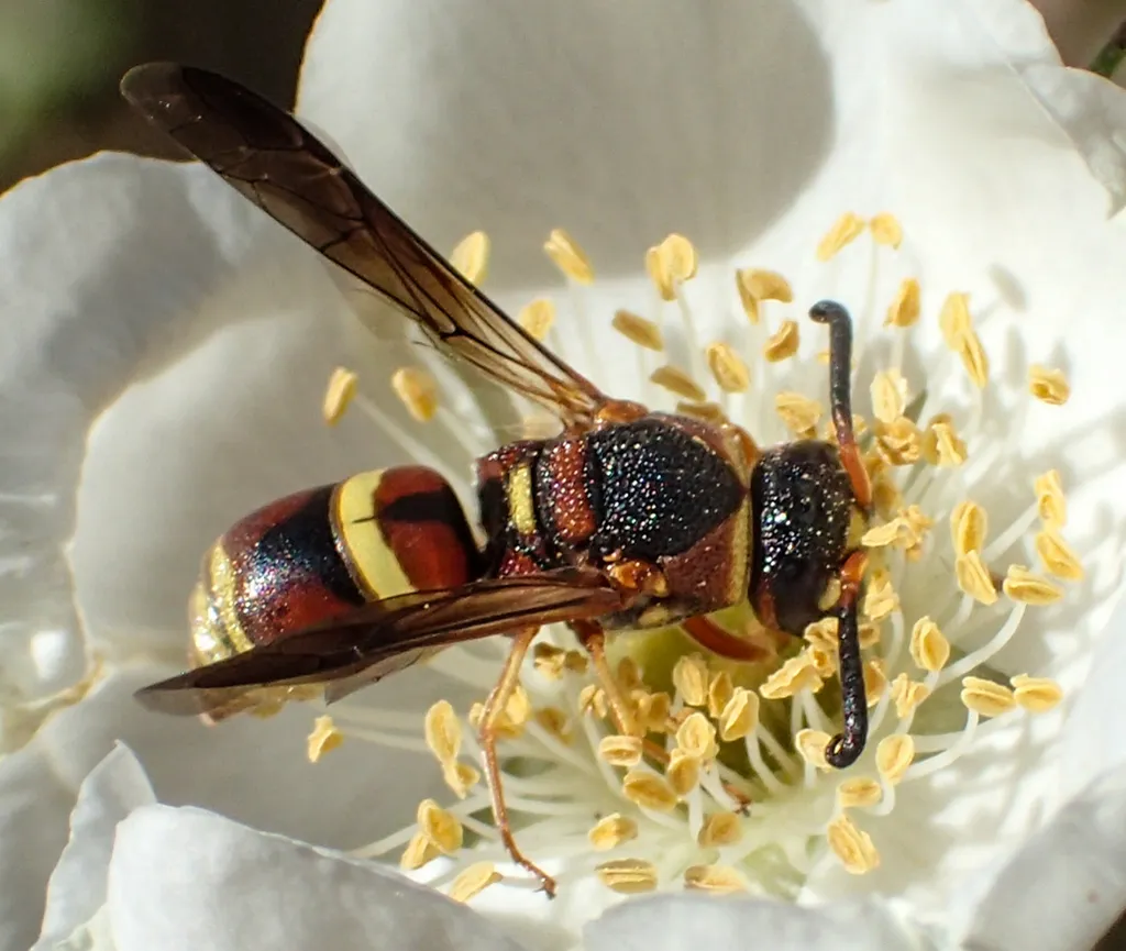 Euodynerus hidalgo - photo 2
