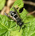 Black-and-White Mason Wasp