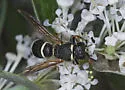 Black-and-White Mason Wasp - photo 2