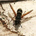 Black-and-White Mason Wasp - photo 3