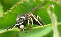 Black-and-White Mason Wasp - photo 4