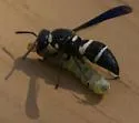 Euodynerus megaera - Euodynerus megaera
