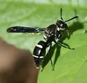 Euodynerus megaera - photo 2