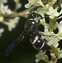 Euodynerus megaera - photo 4