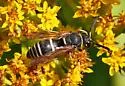 Euodynerus planitarsis - photo 4