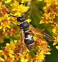 Euodynerus planitarsis - photo 5