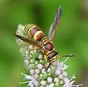 Euodynerus pratensis - Euodynerus pratensis