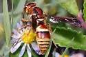 Euodynerus pratensis - photo 2