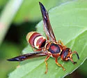 Euodynerus pratensis - photo 3