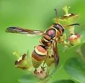 Euodynerus pratensis - photo 4