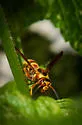 Euodynerus pratensis - photo 5