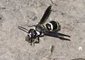 Euodynerus schwarzi