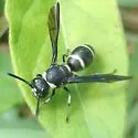 Euodynerus schwarzi - photo 2