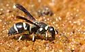 Euodynerus schwarzi - photo 3