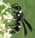 Euodynerus schwarzi - photo 5