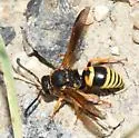 Euodynerus tempiferus - Euodynerus tempiferus