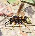 Euodynerus tempiferus - photo 2