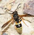 Euodynerus tempiferus - photo 3