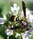 Euodynerus undescribed species F