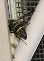 Euodynerus undescribed species F - photo 3