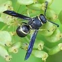 Euodynerus undescribed species F - photo 4
