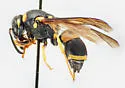 Euodynerus undescribed species G