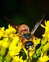 Euodynerus undescribed species G - photo 2
