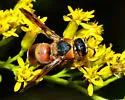 Euodynerus undescribed species G - photo 3
