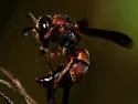 Euodynerus undescribed species G - photo 4